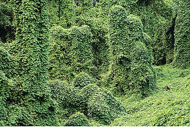 2D横版动作《LAPIN》上架Steam 小清新可爱兔子大冒险