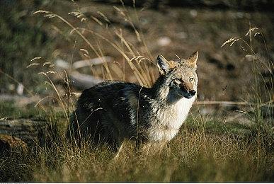 生存建造游戏《无径之林》上线联机体验版，试玩还能拿福利？